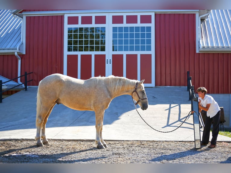 American Quarter Horse Gelding 5 years 17 hh Palomino in Shipshewana IN