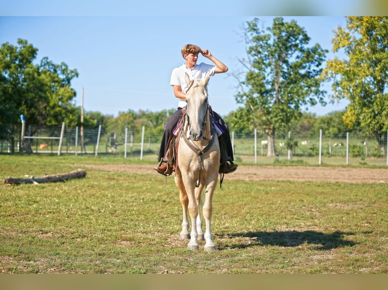 American Quarter Horse Gelding 5 years 17 hh Palomino in Shipshewana IN