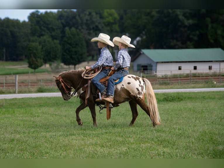 American Quarter Horse Gelding 5 years 9,3 hh Bay in Huntland, TN
