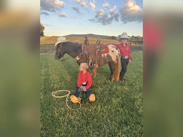 American Quarter Horse Gelding 5 years 9,3 hh Bay in Huntland, TN