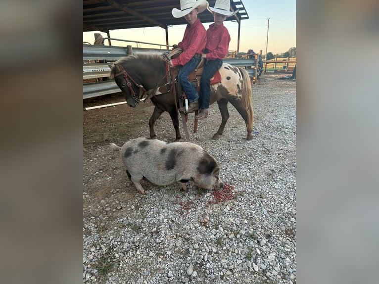 American Quarter Horse Gelding 5 years 9,3 hh Bay in Huntland, TN