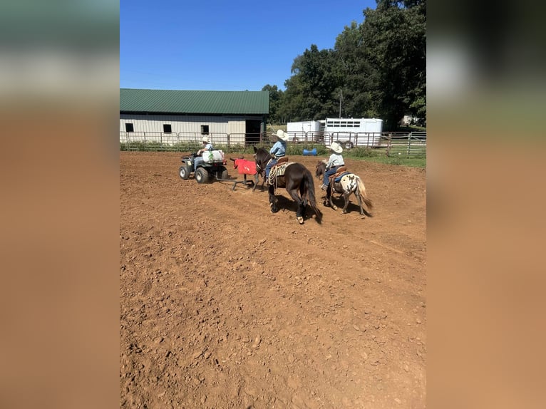 American Quarter Horse Gelding 5 years 9,3 hh Bay in Huntland, TN
