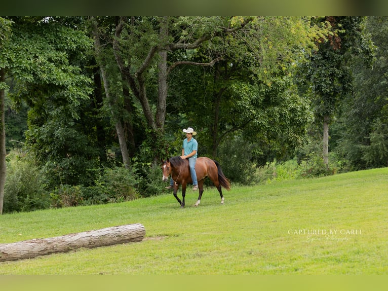 American Quarter Horse Gelding 5 years Bay in Lewistown