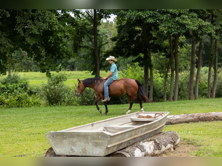 American Quarter Horse Gelding 5 years Bay in Lewistown