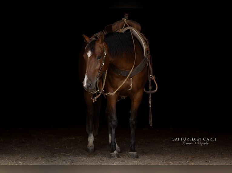 American Quarter Horse Gelding 5 years Bay in Lewistown