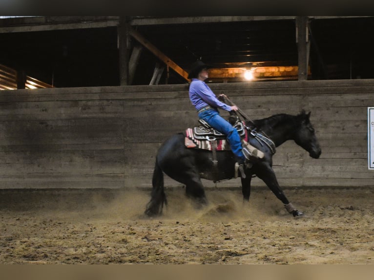 American Quarter Horse Gelding 5 years Black in Bozeman