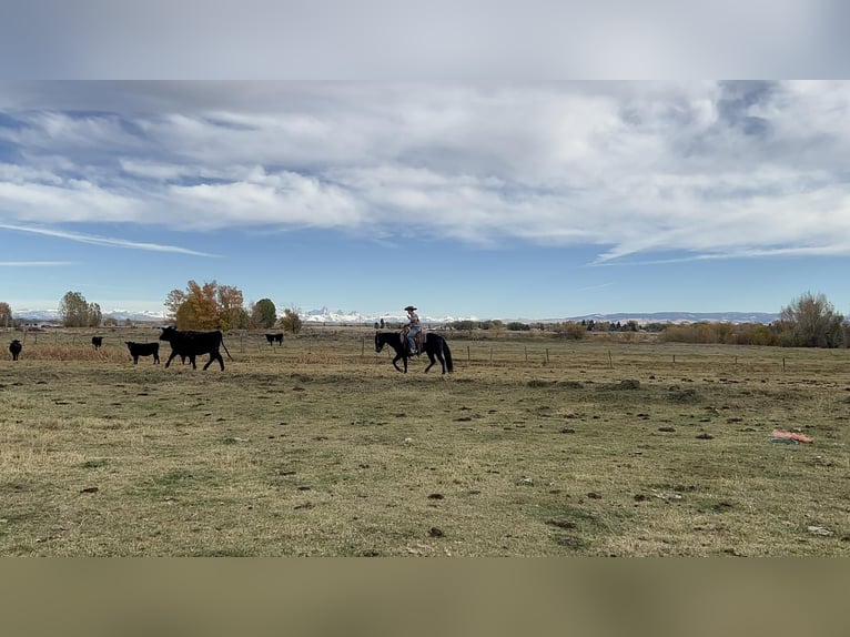 American Quarter Horse Mix Gelding 5 years Black in Rexburg, ID