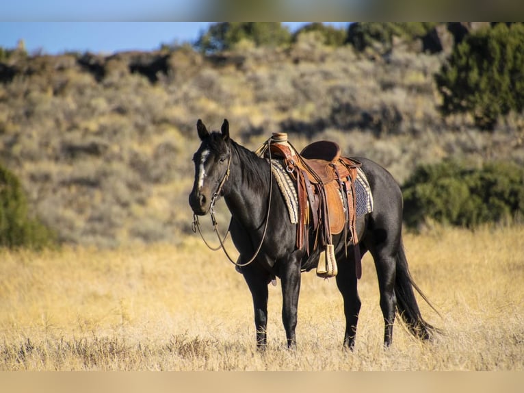 American Quarter Horse Mix Gelding 5 years Black in Rexburg, ID