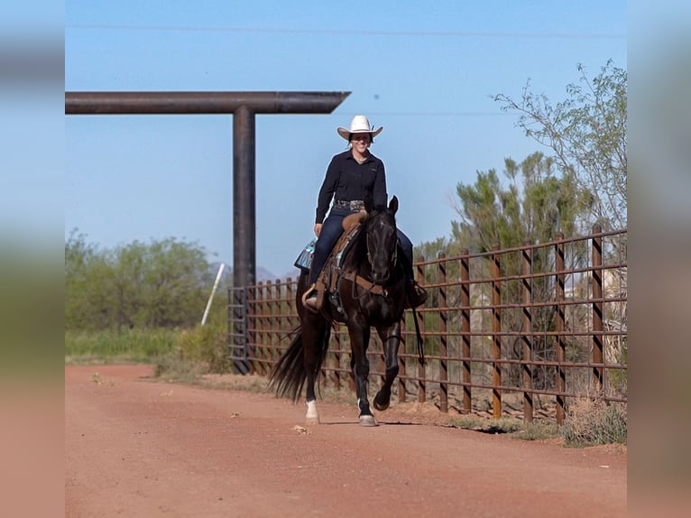 American Quarter Horse Gelding 5 years Black in Nevis