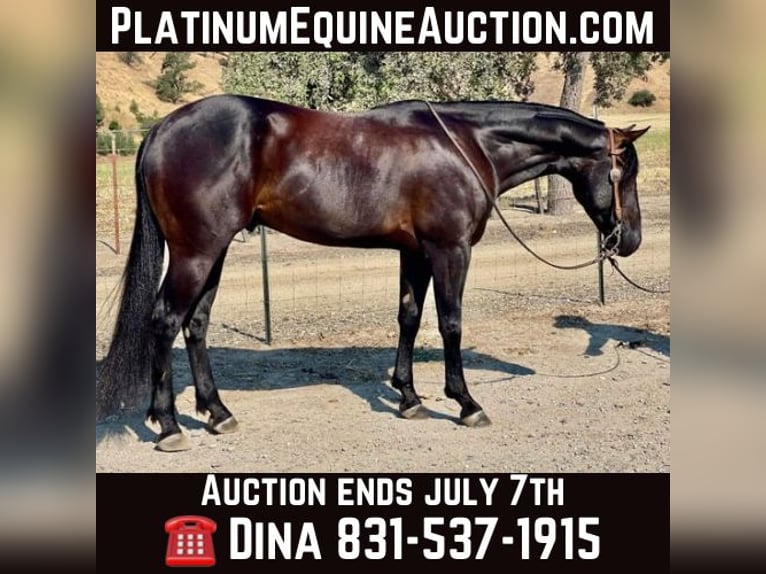 American Quarter Horse Gelding 5 years Black in Paicines CA