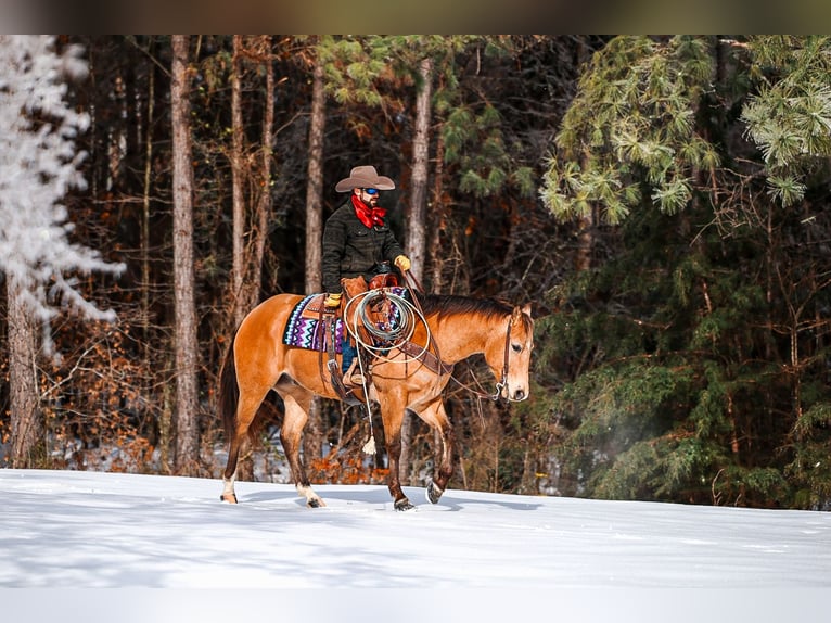 American Quarter Horse Gelding 5 years Buckskin in Lyles