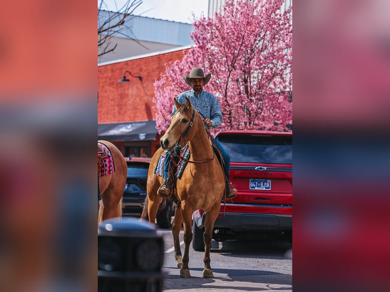 American Quarter Horse Gelding 5 years Buckskin in Lyles