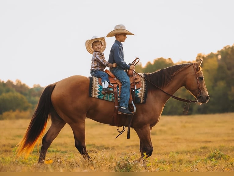 American Quarter Horse Gelding 5 years Buckskin in Lyles
