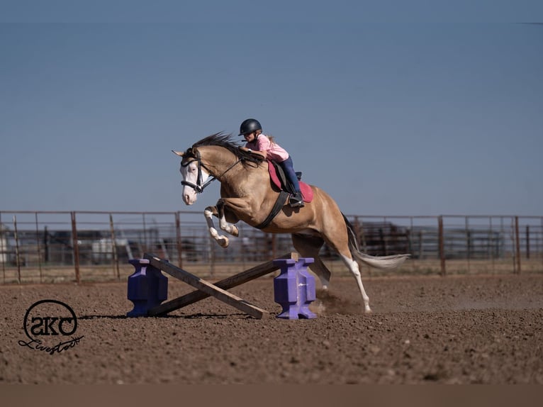 American Quarter Horse Gelding 5 years Buckskin in Canyon