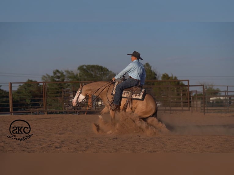 American Quarter Horse Gelding 5 years Buckskin in Canyon