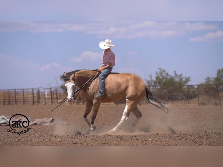 American Quarter Horse Gelding 5 years Buckskin in Canyon