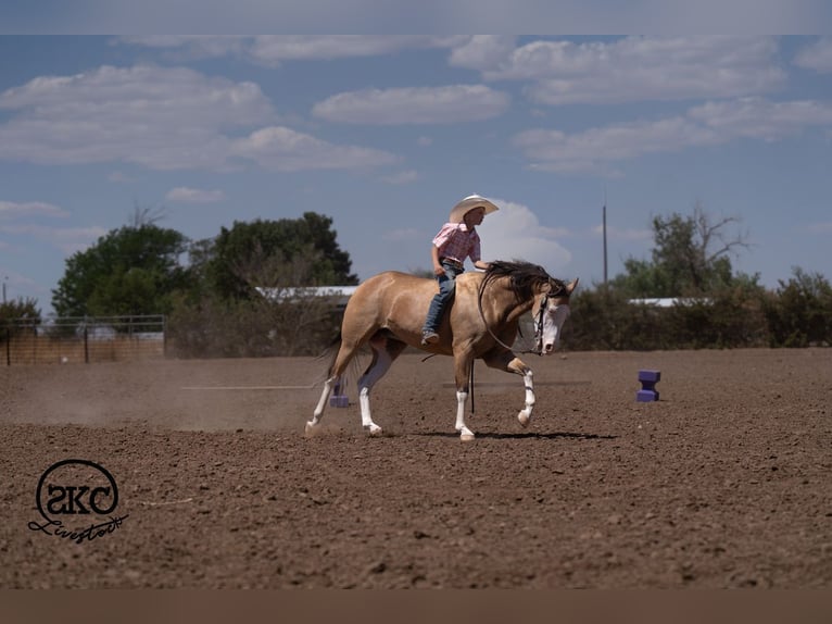 American Quarter Horse Gelding 5 years Buckskin in Canyon