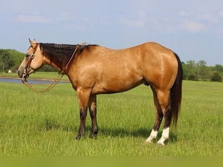 American Quarter Horse Gelding 5 years Buckskin in Buffalo, MO