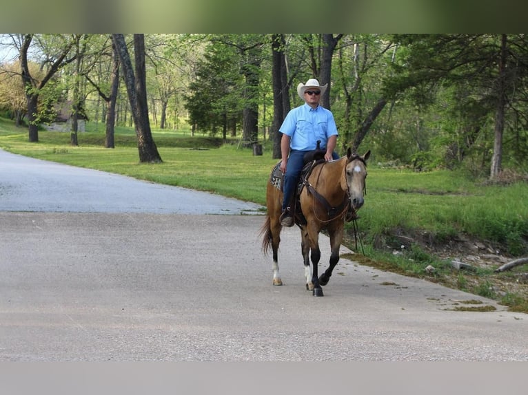 American Quarter Horse Gelding 5 years Buckskin in Buffalo, MO