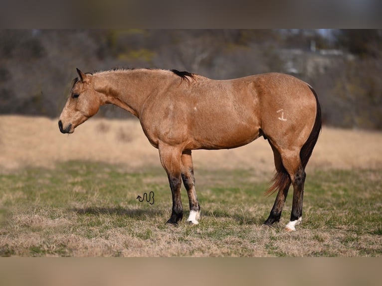 American Quarter Horse Gelding 5 years Buckskin in Kaufman