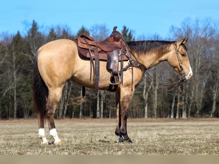 American Quarter Horse Gelding 5 years Buckskin in Shippenville, PA