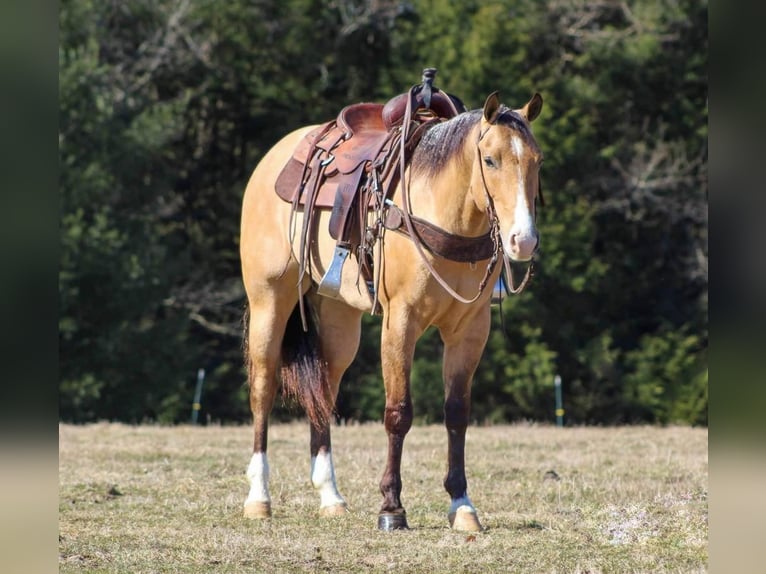 American Quarter Horse Gelding 5 years Buckskin in Shippenville, PA