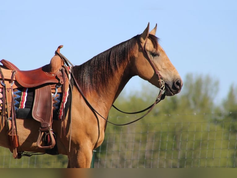 American Quarter Horse Gelding 5 years Buckskin in Sonora, KY