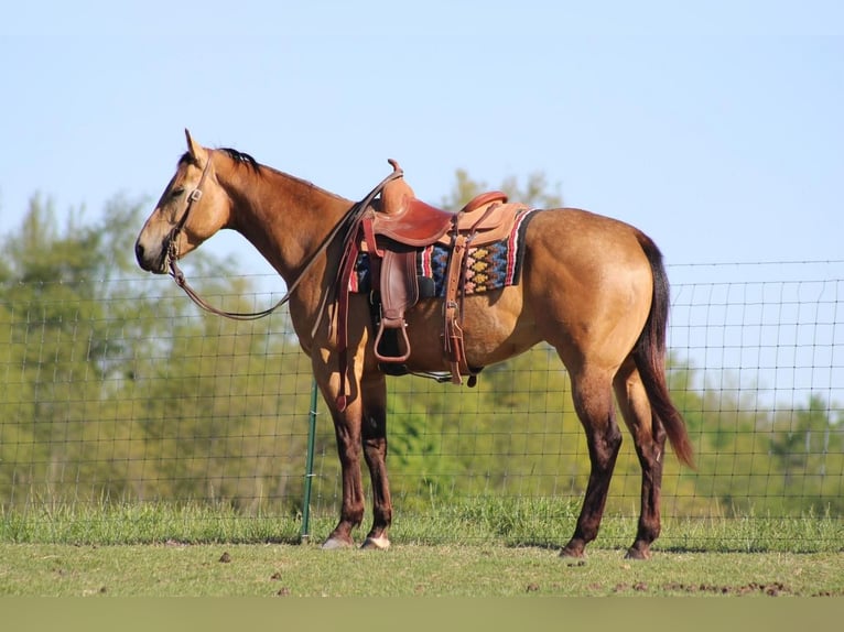 American Quarter Horse Gelding 5 years Buckskin in Sonora, KY