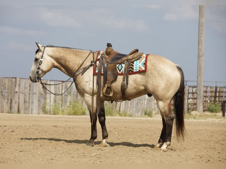 American Quarter Horse Gelding 5 years Buckskin in Bernard