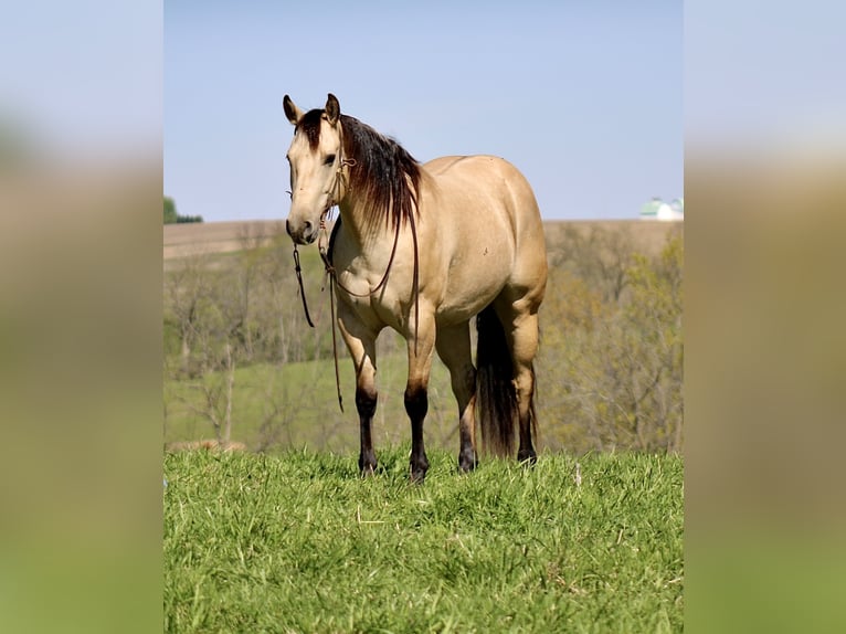American Quarter Horse Gelding 5 years Buckskin in La Motte, IA