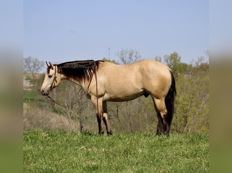 American Quarter Horse Gelding 5 years Buckskin in La Motte, IA