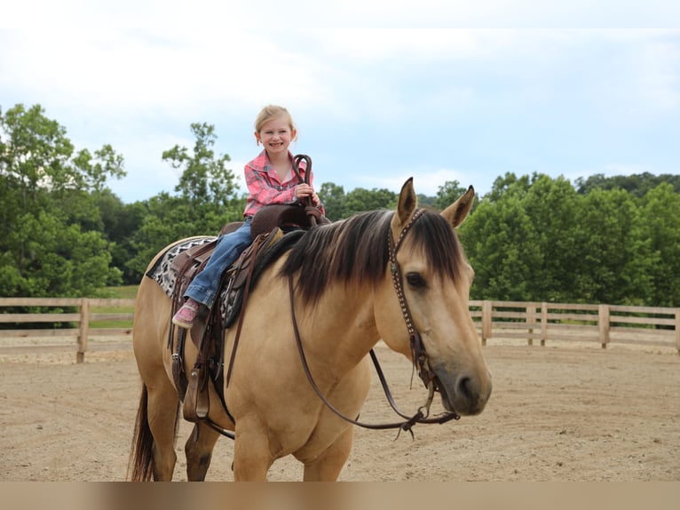 American Quarter Horse Gelding 5 years Buckskin in Merrill