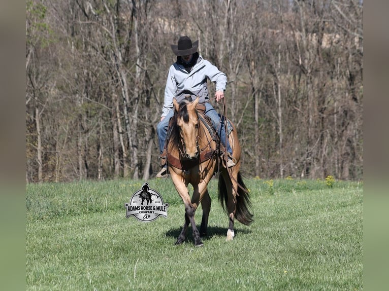 American Quarter Horse Gelding 5 years Buckskin in Mount Vernon