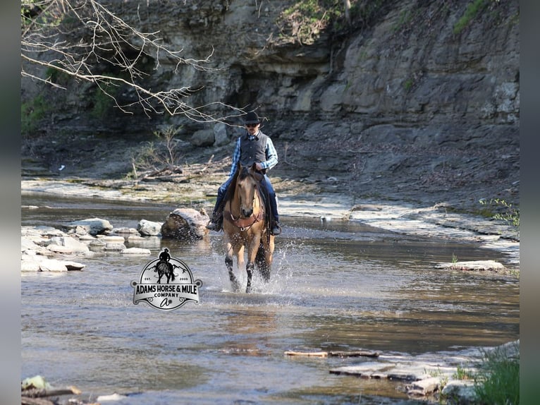 American Quarter Horse Gelding 5 years Buckskin in Mount Vernon