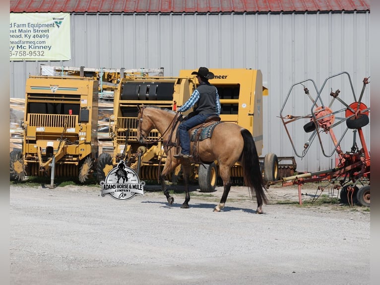 American Quarter Horse Gelding 5 years Buckskin in Mount Vernon