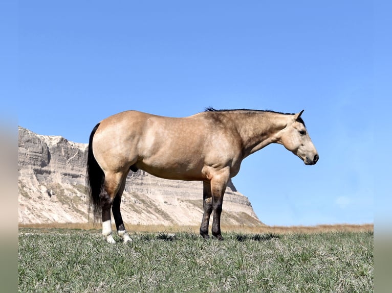 American Quarter Horse Gelding 5 years Buckskin in Bayard, Nebraska