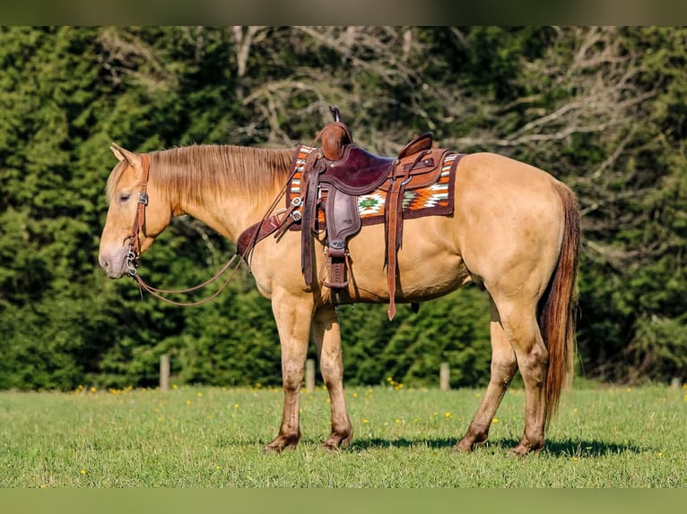 American Quarter Horse Gelding 5 years Champagne in Clarion