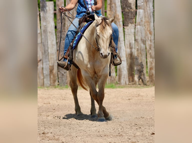 American Quarter Horse Gelding 5 years Champagne in Athens