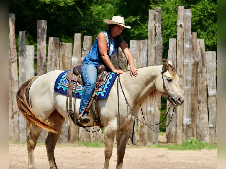 American Quarter Horse Gelding 5 years Champagne in Athens