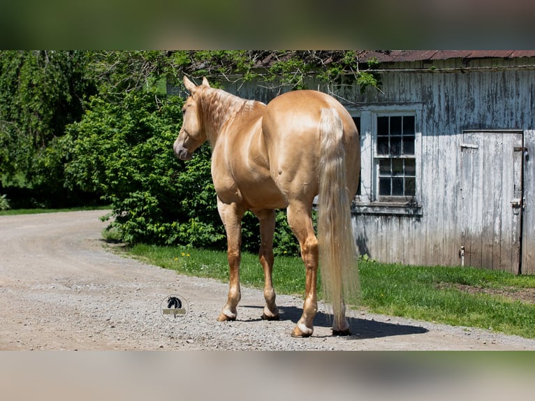 American Quarter Horse Gelding 5 years Champagne in Fredericksburg