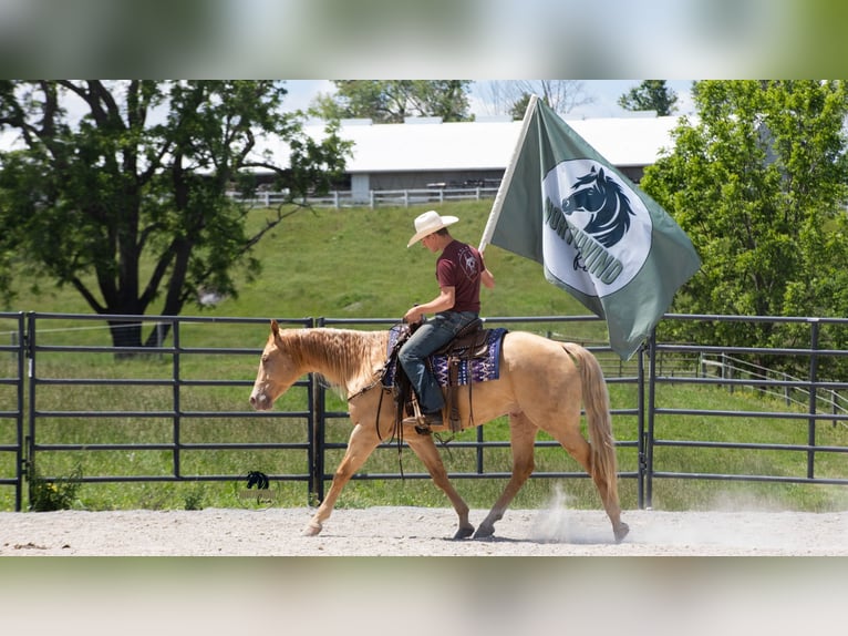 American Quarter Horse Gelding 5 years Champagne in Fredericksburg