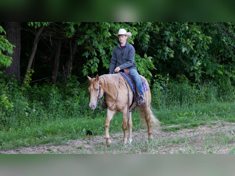American Quarter Horse Gelding 5 years Champagne in Fredericksburg