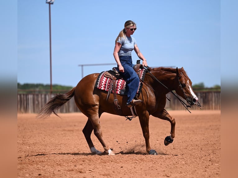 American Quarter Horse Gelding 5 years Chestnut in Waco