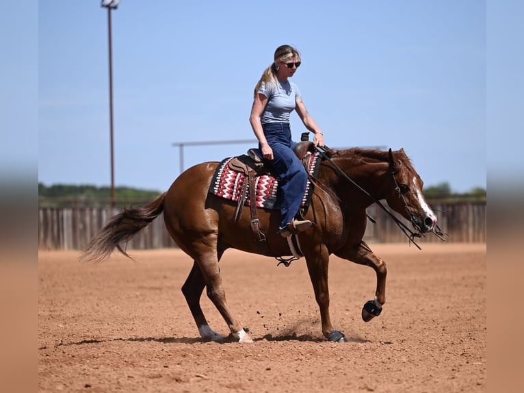 American Quarter Horse Gelding 5 years Chestnut in Waco
