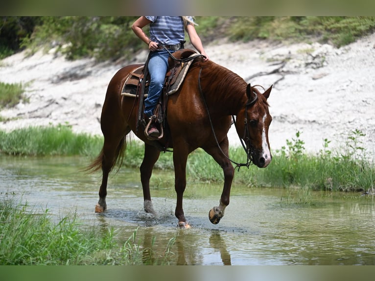 American Quarter Horse Gelding 5 years Chestnut in Waco
