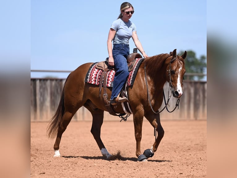American Quarter Horse Gelding 5 years Chestnut in Waco