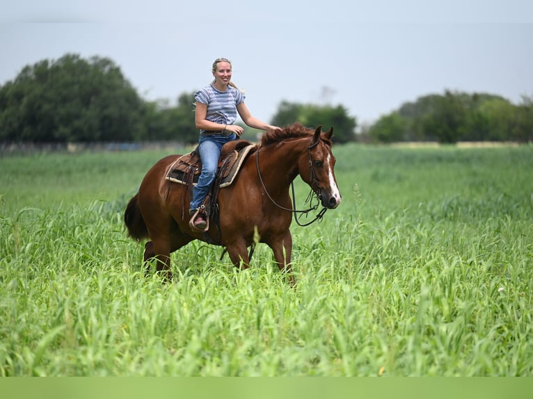 American Quarter Horse Gelding 5 years Chestnut in Waco