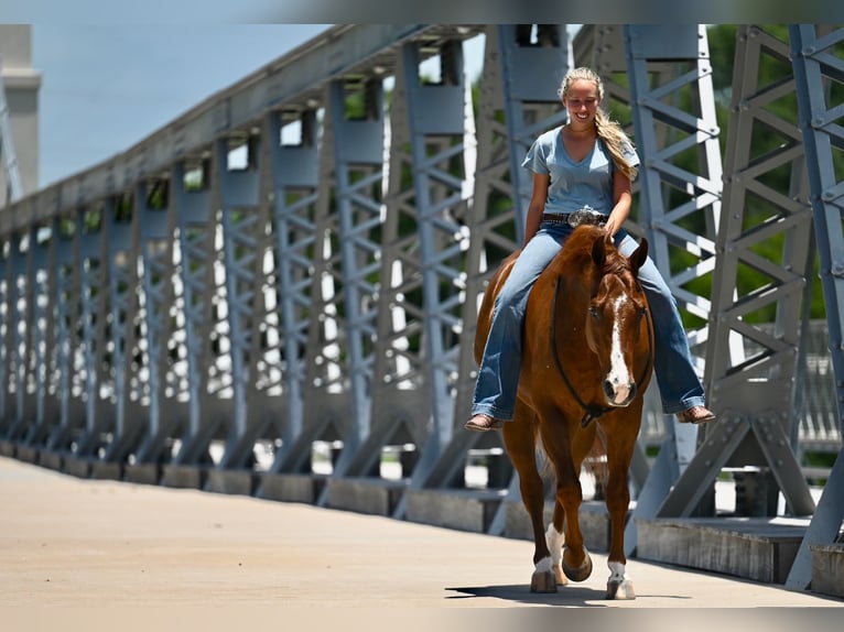 American Quarter Horse Gelding 5 years Chestnut in Waco