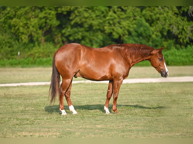 American Quarter Horse Gelding 5 years Chestnut in Waco