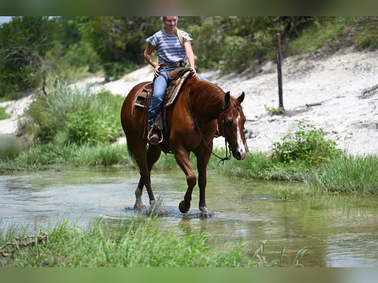 American Quarter Horse Gelding 5 years Chestnut in Waco